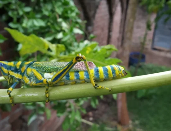 Chiragan Har ummid ki jyoti NGO